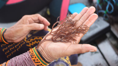 Photo of ФАО помогает живущему у моря народу гуна освоить новые навыки – выращивать водоросли