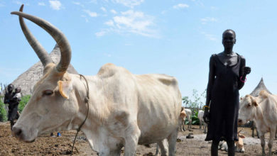 Photo of FAO ramps up support to Sudan farmers as starvation threat grows in East Africa