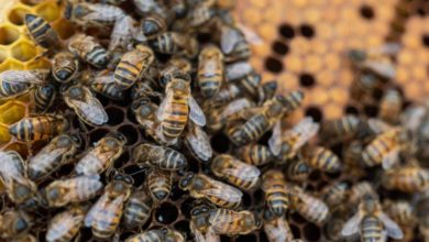 Photo of СЮЖЕТ Как сохранить сахарскую медоносную пчелу?