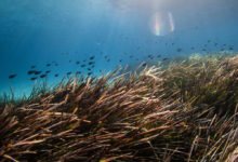 Photo of Морские водоросли помогут спасти мировой океан