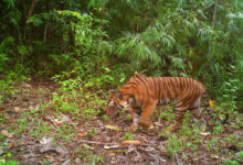 Photo of From The Field: Protecting the last Malayan tigers
