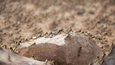 Photo of UN agriculture agency helps protect against threat of locusts in Yemen