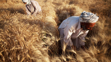 Photo of Major fall in global food prices for July, but future supply worries remain