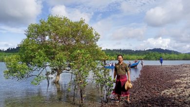 Photo of From The Field: Restoring Myanmar’s Mangroves