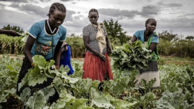 Photo of UN spotlights transformational potential of family farming for world food supply