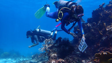 Photo of Women lead marine restoration efforts in the UNESCO Seaflower Biosphere Reserve